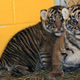 Illustration for article titled Adorable Baby Tigers Will Have Swim Test on Wednesday you can watch them on Tigercam now